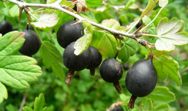  Hybrid aus schwarzer Johannisbeere und Stachelbeere