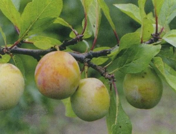  Plum Renklod Kuybyshevsky