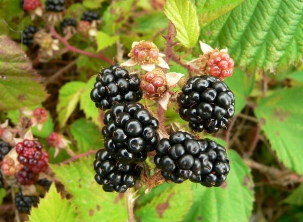  Regeln für das Pflanzen und Pflegen von Gartenbrombeeren