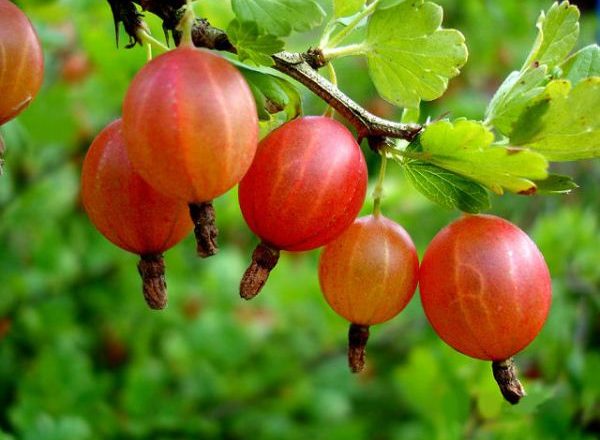  Stachelbeerbeeren