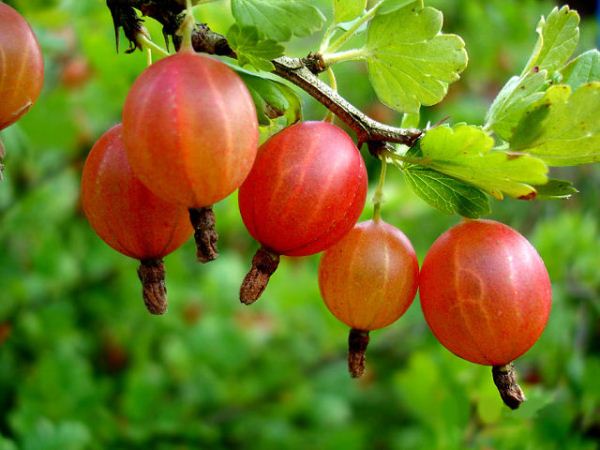  Stachelbeerbeeren