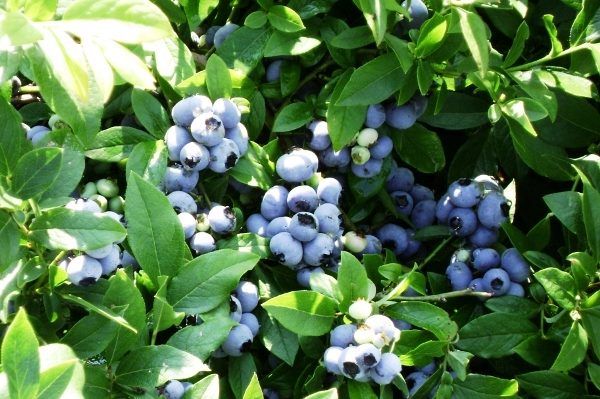  Blaubeeren