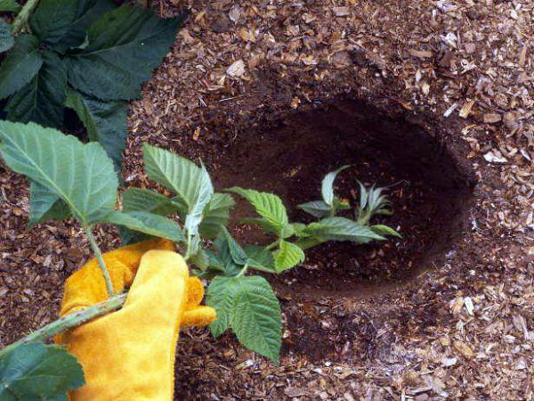  Reproduction de pousses apicales de mûres de jardin