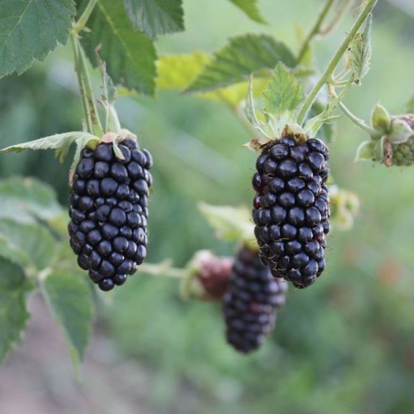  Blackberry-Sorte Black Bute auf einem Busch