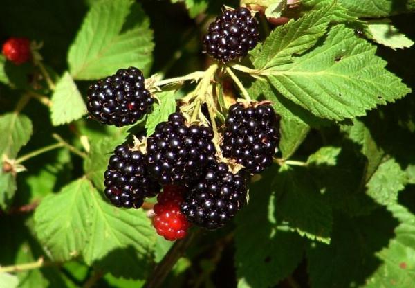  Wachsende Brombeeren