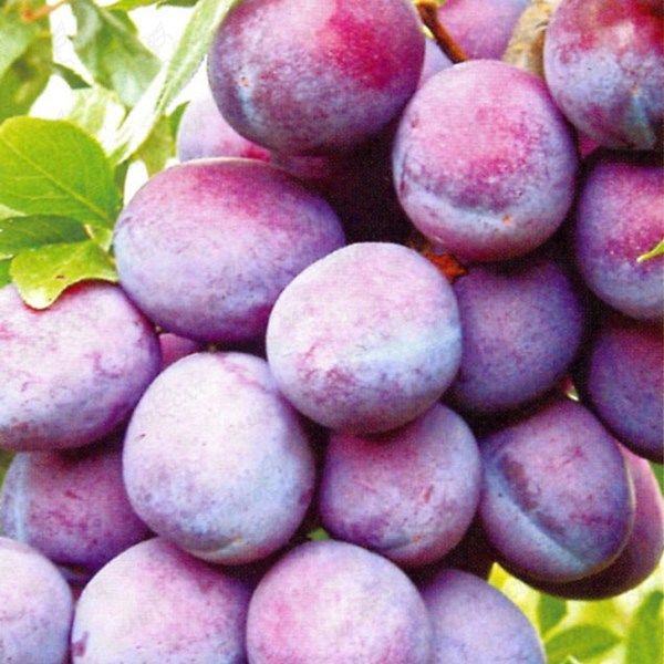  Plum Renklod Präsidentschaft