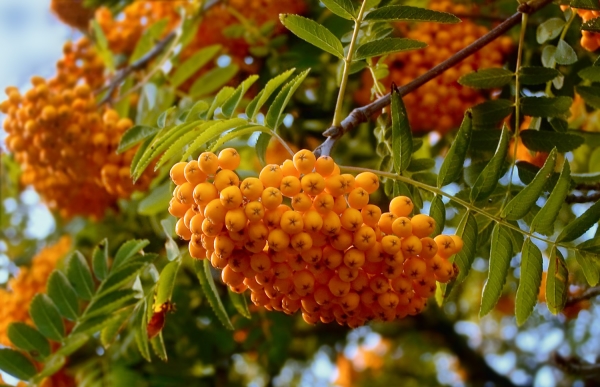  La variété Rowan Yellow est idéale pour la confection de kvas, de confiture ou de tartes