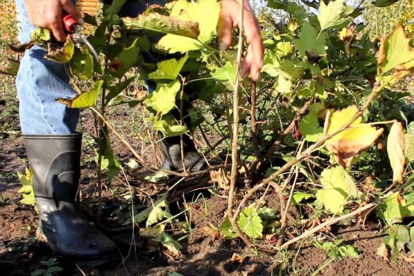  Vor dem Überwintern sollten Johannisbeeren mit einem Baumschere, Schermaschinen und Sägen geschnitten werden