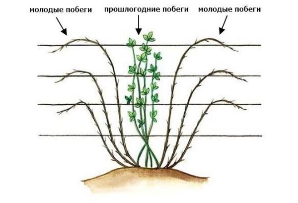  Le schéma de formation de mûrier érigé