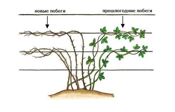  La formation de variétés rampantes de mûres