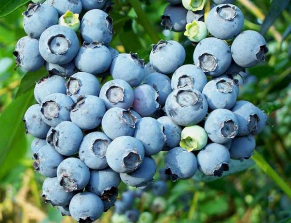  Bündel Blaubeerbeeren