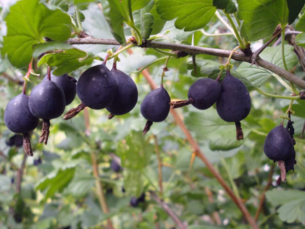  Stachelbeerbeeren Black Negus auf einem Busch