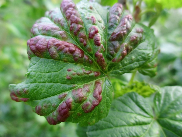  Pour lutter contre l'anthracnose, le cassis est traité avec une solution à 3% de liquides bordelais. Les feuilles sont enlevées et brûlées.