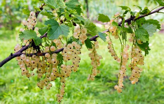  Cluster von reifen Beeren der Weißen Johannisbeere