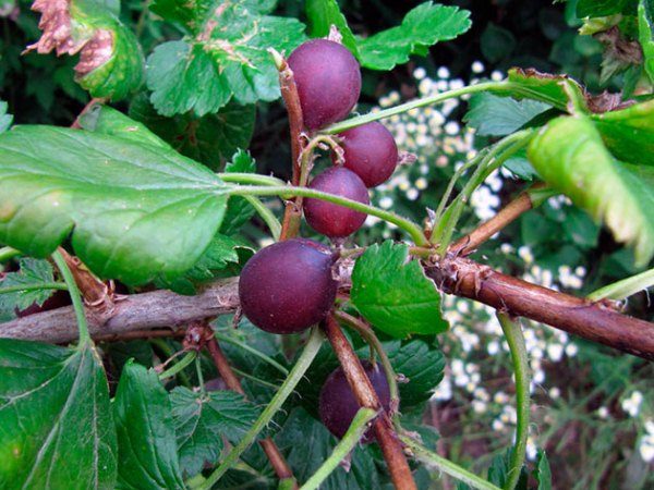  Bepflanzen Sie und teilen Sie den Busch Yoshta Herbst