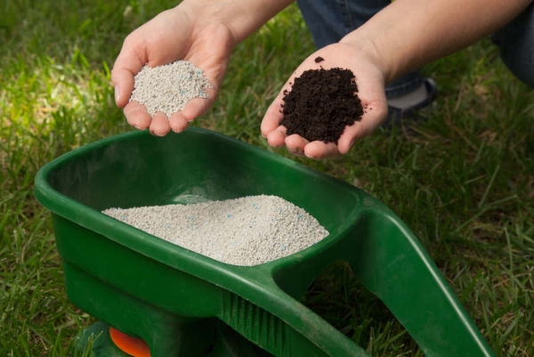  Les mûres ont besoin d'être fertilisées avec du nitrate d'ammonium, du superphosphate, de l'humus