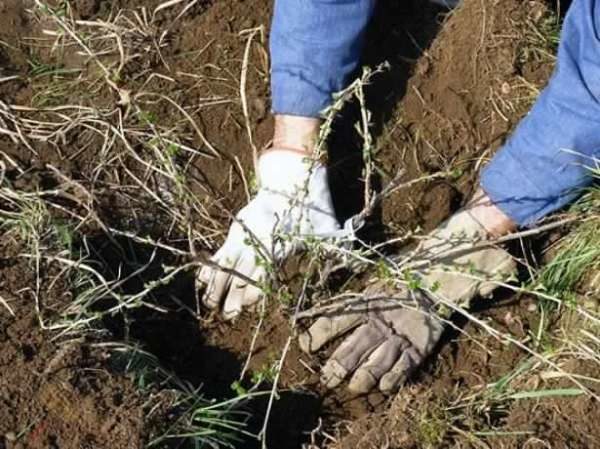  Planter des groseilles