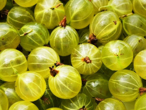  Die im Kampf gegen Sommersprossen und Pigmentierung verwendete Stachelbeere hilft dabei, dunkle Augenringe zu entfernen