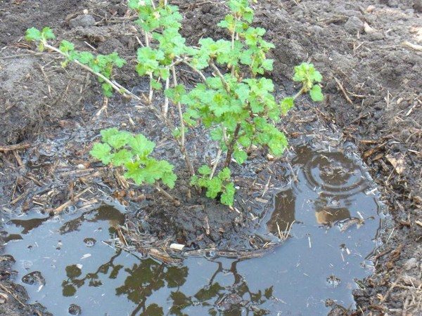  Nach dem Beschneiden von Stachelbeeren müssen die Tiere gefüttert und reichlich gegossen werden