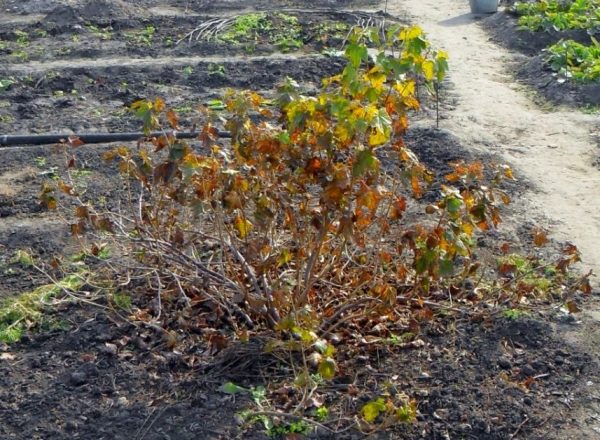  Ist es notwendig und wie werden Johannisbeeren für den Winter vorbereitet?