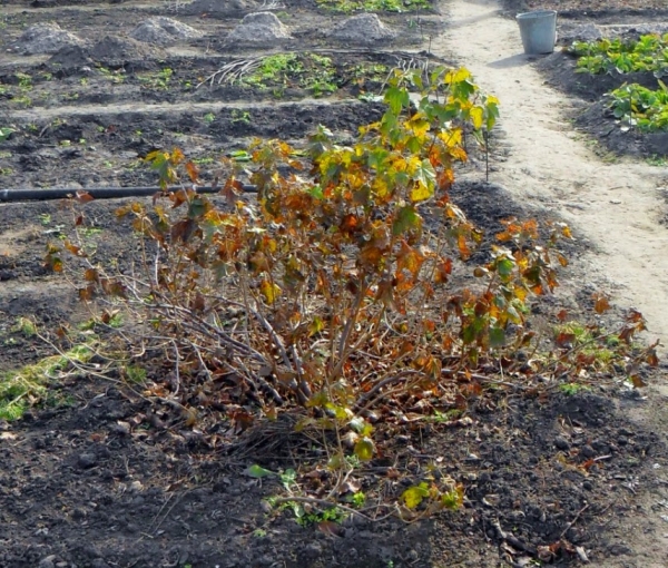  Ist es notwendig und wie werden Johannisbeeren für den Winter vorbereitet?