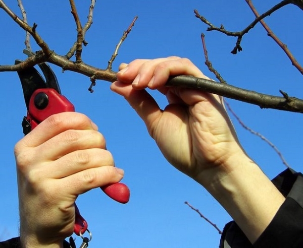  Die Kronenbildung beginnt, nachdem der Baum das Alter von vier Jahren erreicht hat, die beste Zeit dafür ist die zweite Märzhälfte.