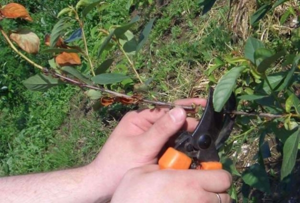  Das Beschneiden im Frühling hilft dem Baum, nach dem Winter aufzuwachen. Alle Scheiben sollten mit Widerhaken oder anderen speziellen Mitteln verarbeitet werden