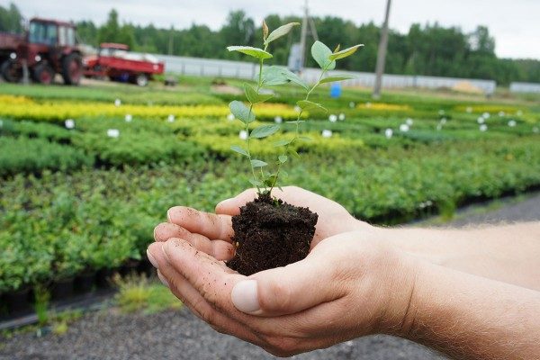  À partir des graines de mûres peuvent pousser un semis complet