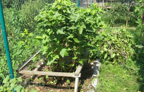  Die Bedingungen für die Transplantation von Johannisbeeren hängen vollständig von den klimatischen Bedingungen der Region ab