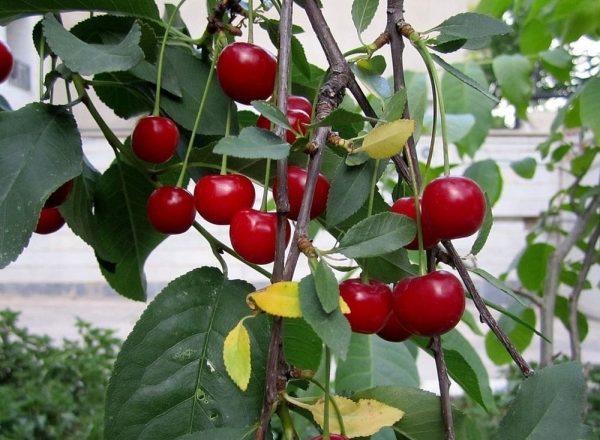  Das Schema und die Reihenfolge der Baum-, Strauch- und Filzkirschen im Herbst, Sommer und Frühling