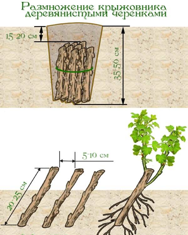  Stecklinge aus Stachelbeerzucht