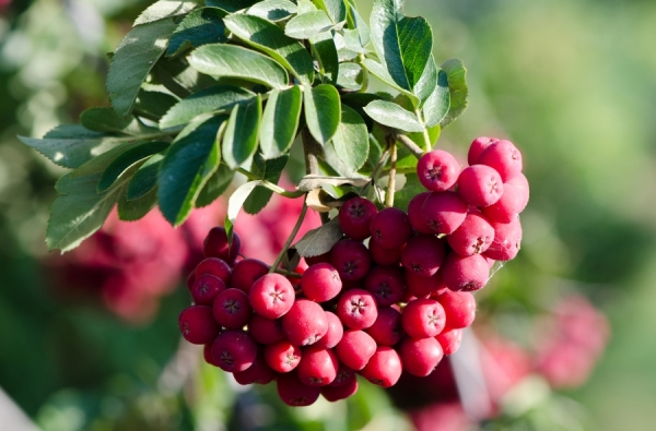  La variété Rowan Titan a été créée à partir de Michurin, résistant au gel et à la sécheresse, non affecté par la maladie