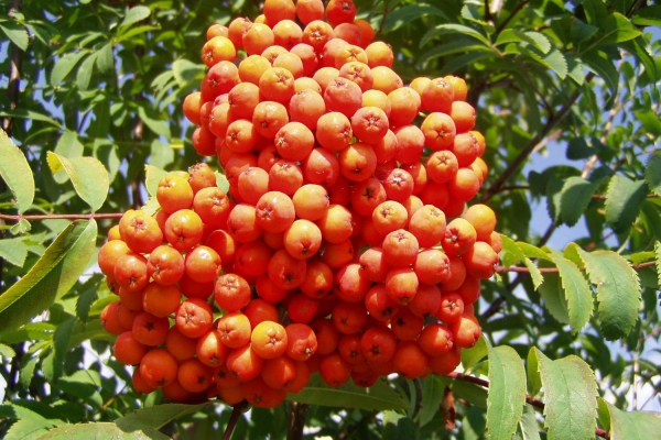  Presque toutes les variétés culturelles modernes sont issues de deux variétés de la variété rowan, la morave et la névezhinskaïa.