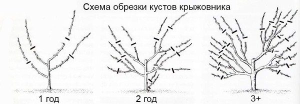  Stachelbeer-Bush-Shaping - Pruning formen