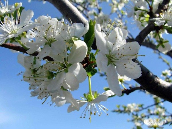  Plum Renklod muss zusätzlich bestäubt werden