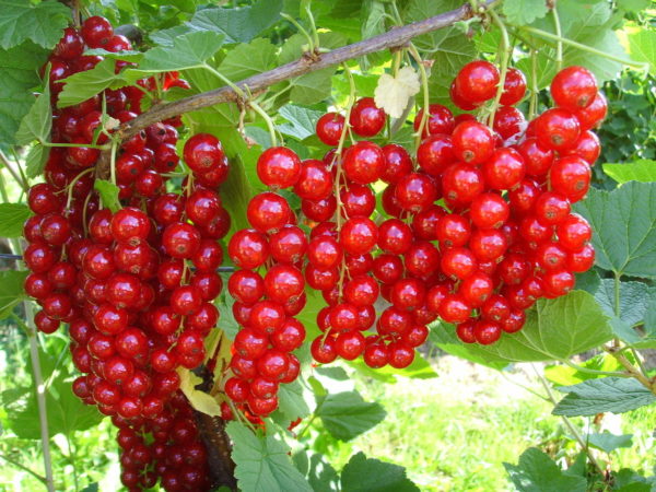  Cluster von reifen Zucker Johannisbeeren