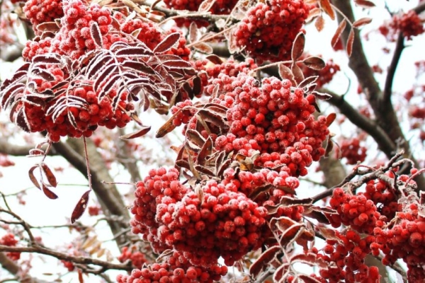  Les variétés Rowan, leur description et leurs caractéristiques, la composition des fruits