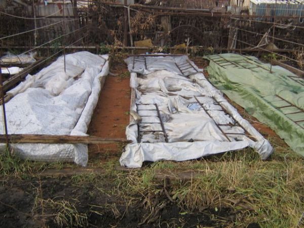  In der Herbsttransplantation sollten Brombeersträucher für den Winter gut bedeckt sein.