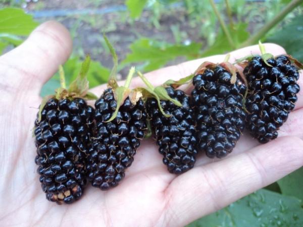  Brombeeren können Allergien auslösen, während der Gastritis oder der Schwangerschaft Schäden verursachen