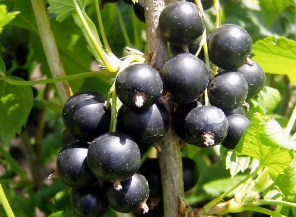  Variétés de cassis Selechenskaya: description et caractéristiques, plantation et soin, élevage