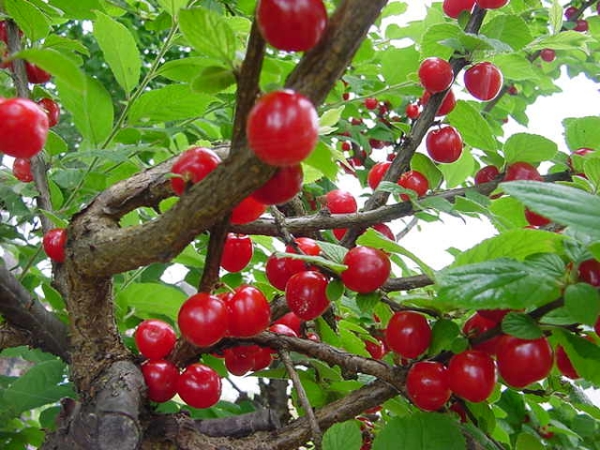  L'élagage des cerises feutrées doit être effectué chaque année, car la cime est épaissie et les fruits ne donnent qu'une pousse d'un an.