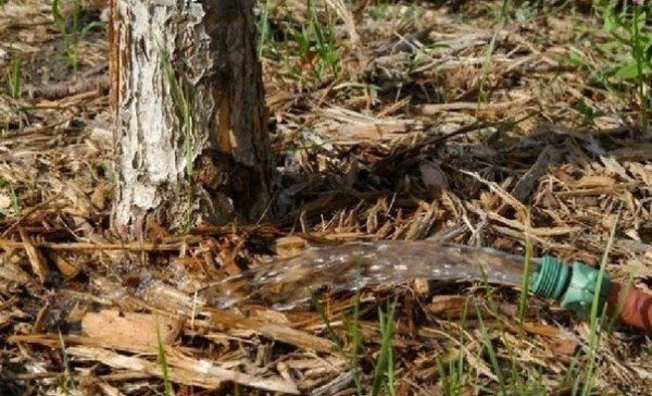  Herbstwasser-Aufladungsbewässerungskirsche