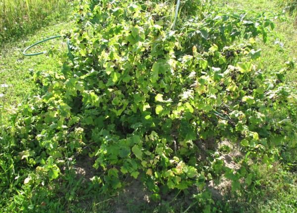  Bush im mittelgroßen Yadren, halb ausladend