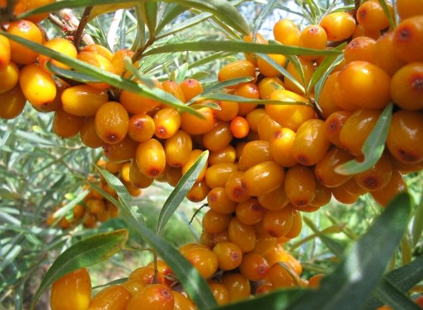  Lagerung von Sanddornbeeren: Bewährte Methoden und Vorbereitung für die Lagerung