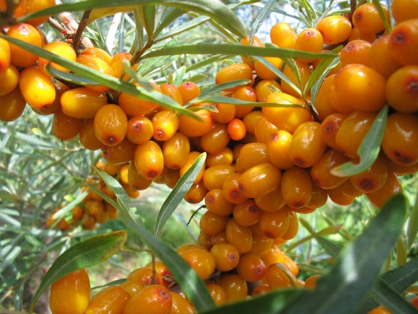  Lagerung von Sanddornbeeren: Bewährte Methoden und Vorbereitung für die Lagerung