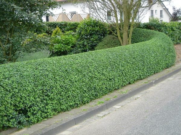  Privet Hedge