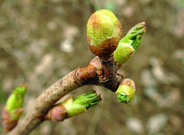  Durch Zeckenmilben geschädigte Johannisbeerknospen