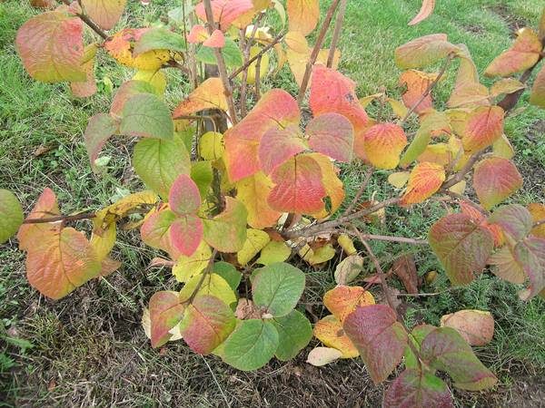  Im Herbst wird Gordovina Kalina mit Humus-, Phosphat- und Kalidüngern gefüttert.