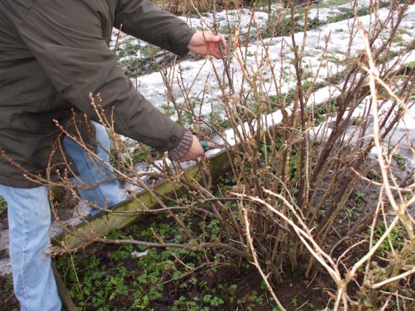  Die richtige Pflege der schwarzen Johannisbeeren garantiert sieben Jahre lang hohe Erträge