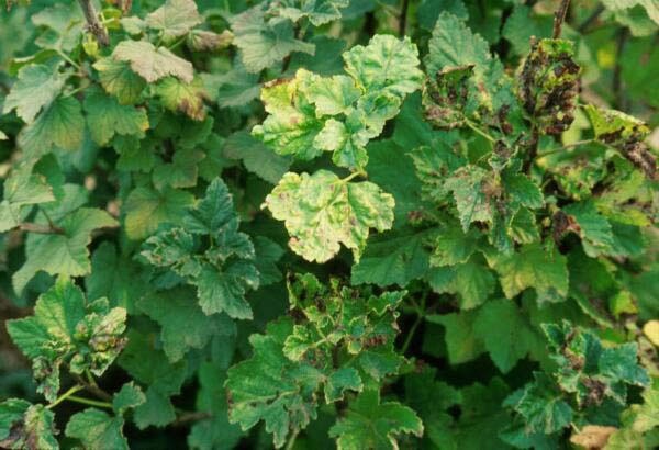  Pucerons sur les feuilles de cassis